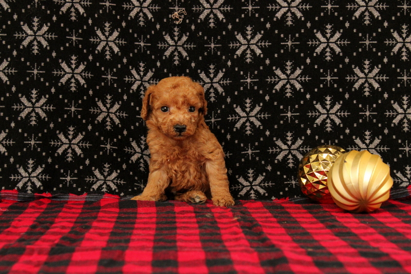puppy, for, sale, Mini Poodle, Matthew B. Stoltzfus, dog, breeder, Gap, PA, dog-breeder, puppy-for-sale, forsale, nearby, find, puppyfind, locator, puppylocator, aca